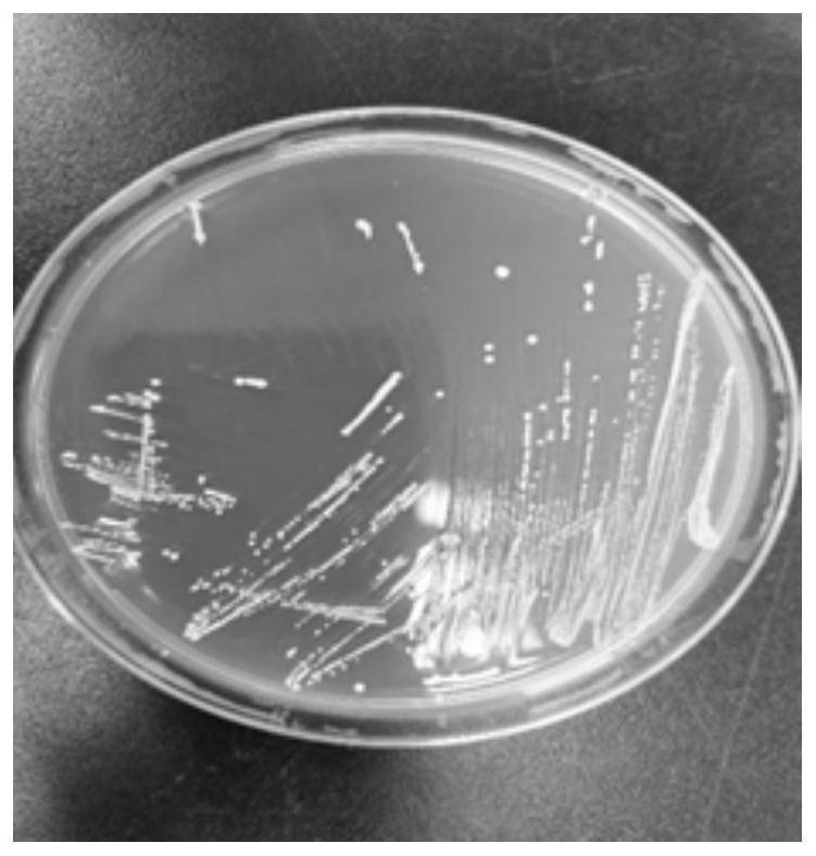 Pediococcus acidilactici DY15 and application thereof, and feed and preparation method thereof