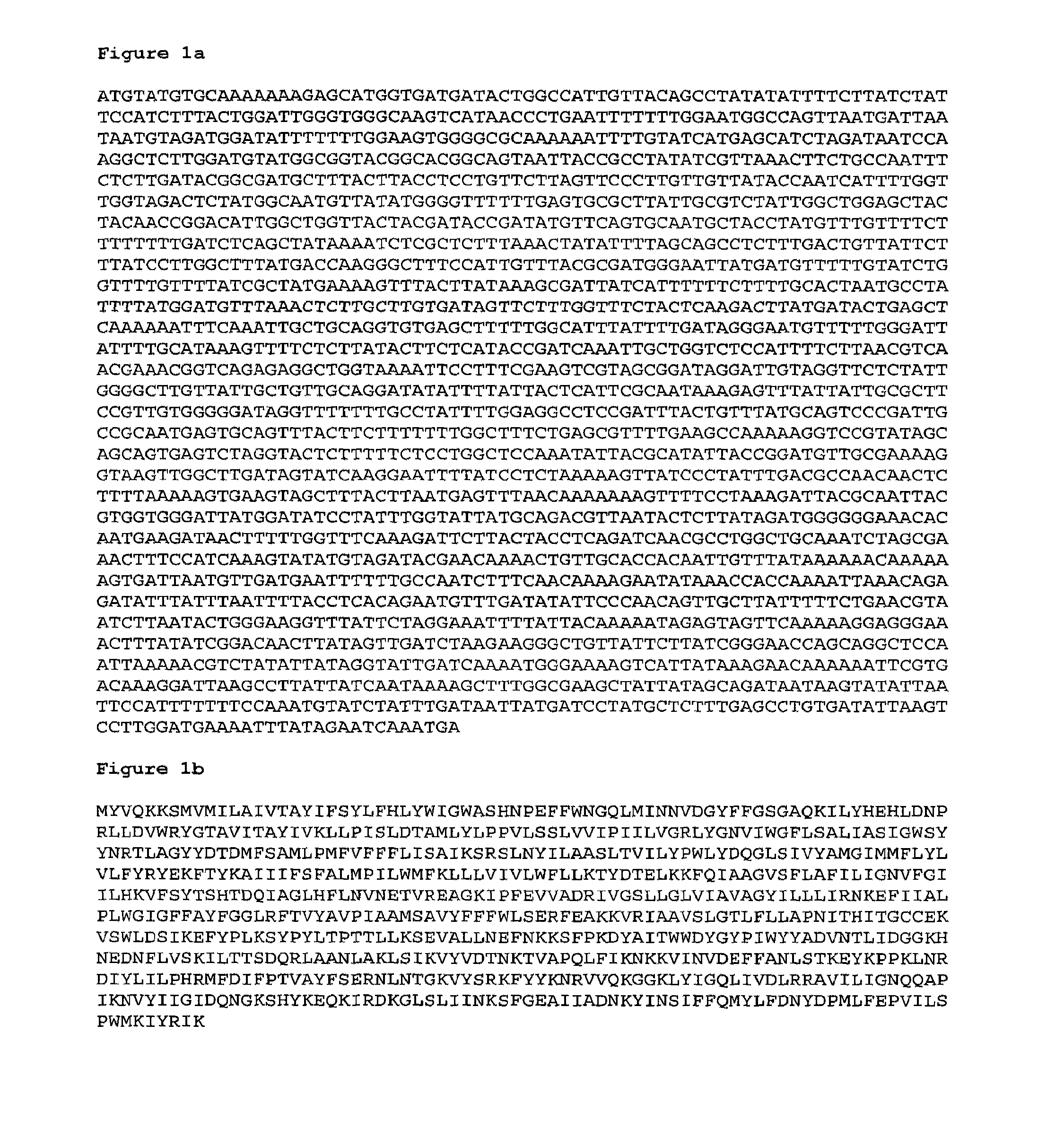 Protein glycosylation