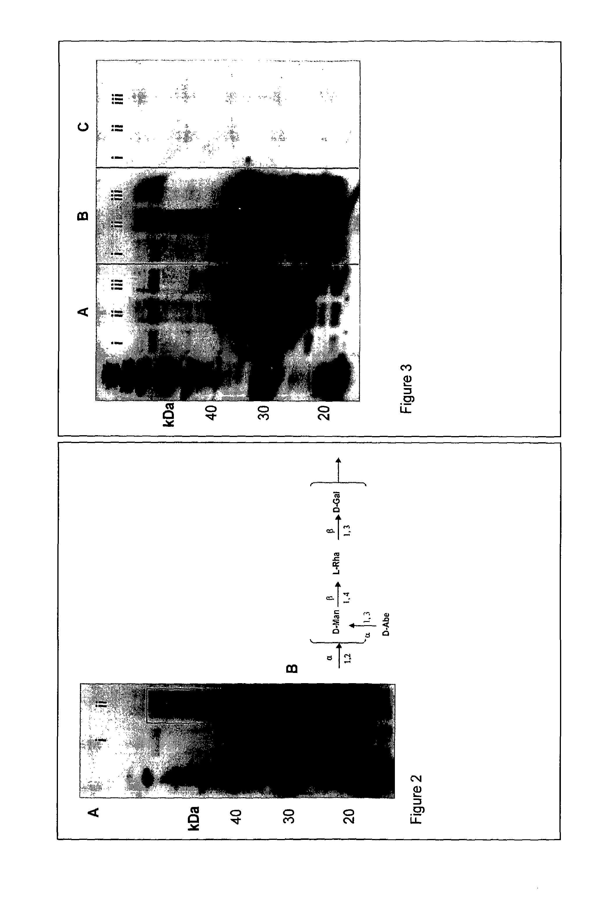 Protein glycosylation