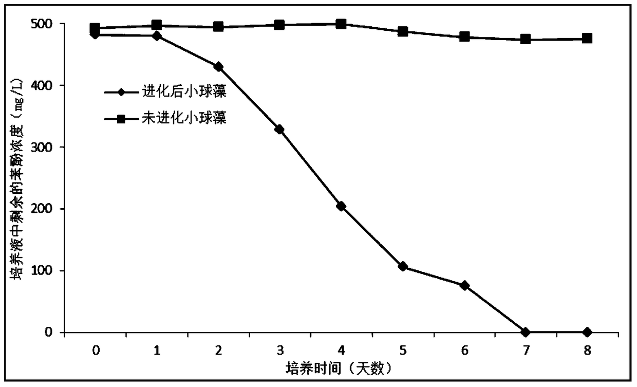 A method for improving the tolerance and degradation rate of chlorella to phenol