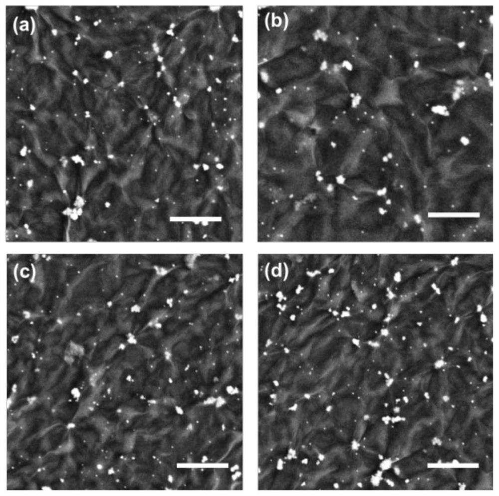 Preparation method of single-atom palladium catalyst and its application in carbon-carbon coupling