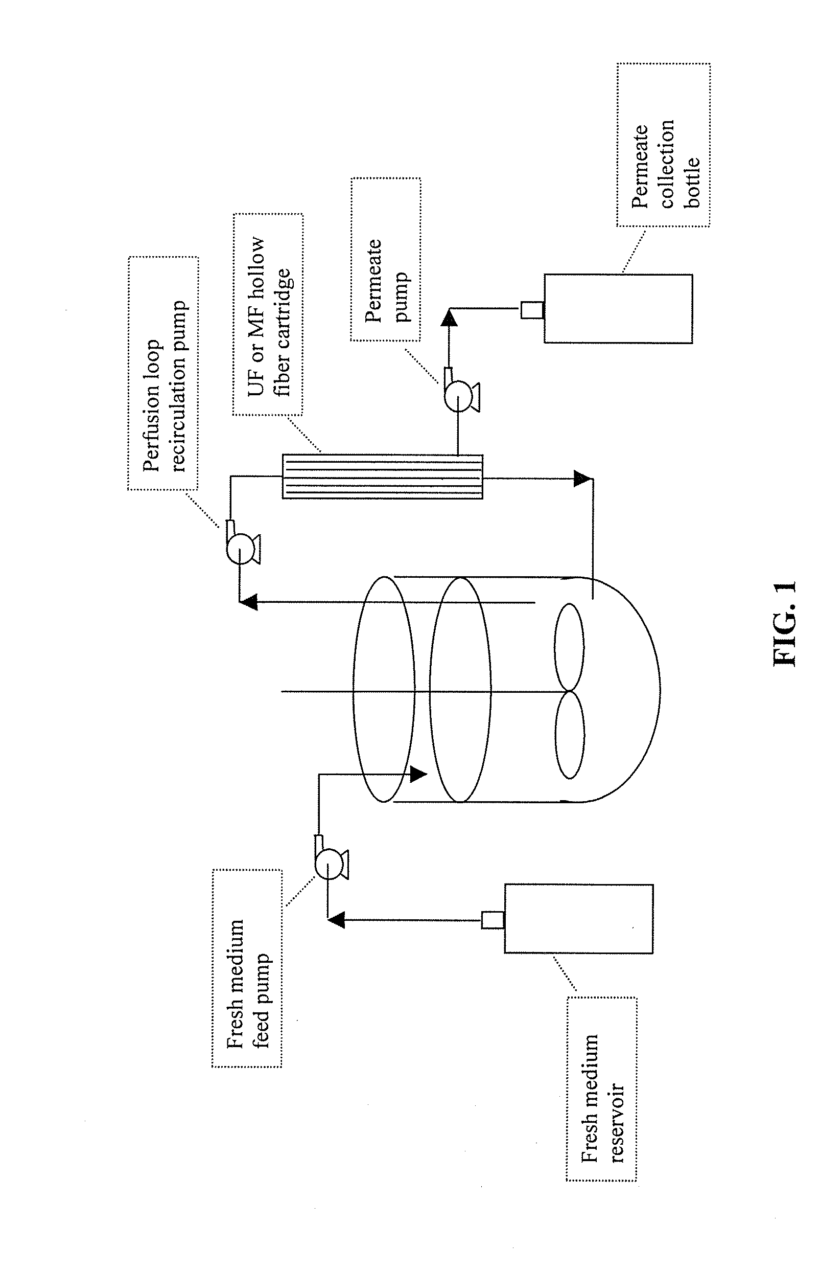 Use of perfusion to enhance production of fed-batch cell culture in bioreactors