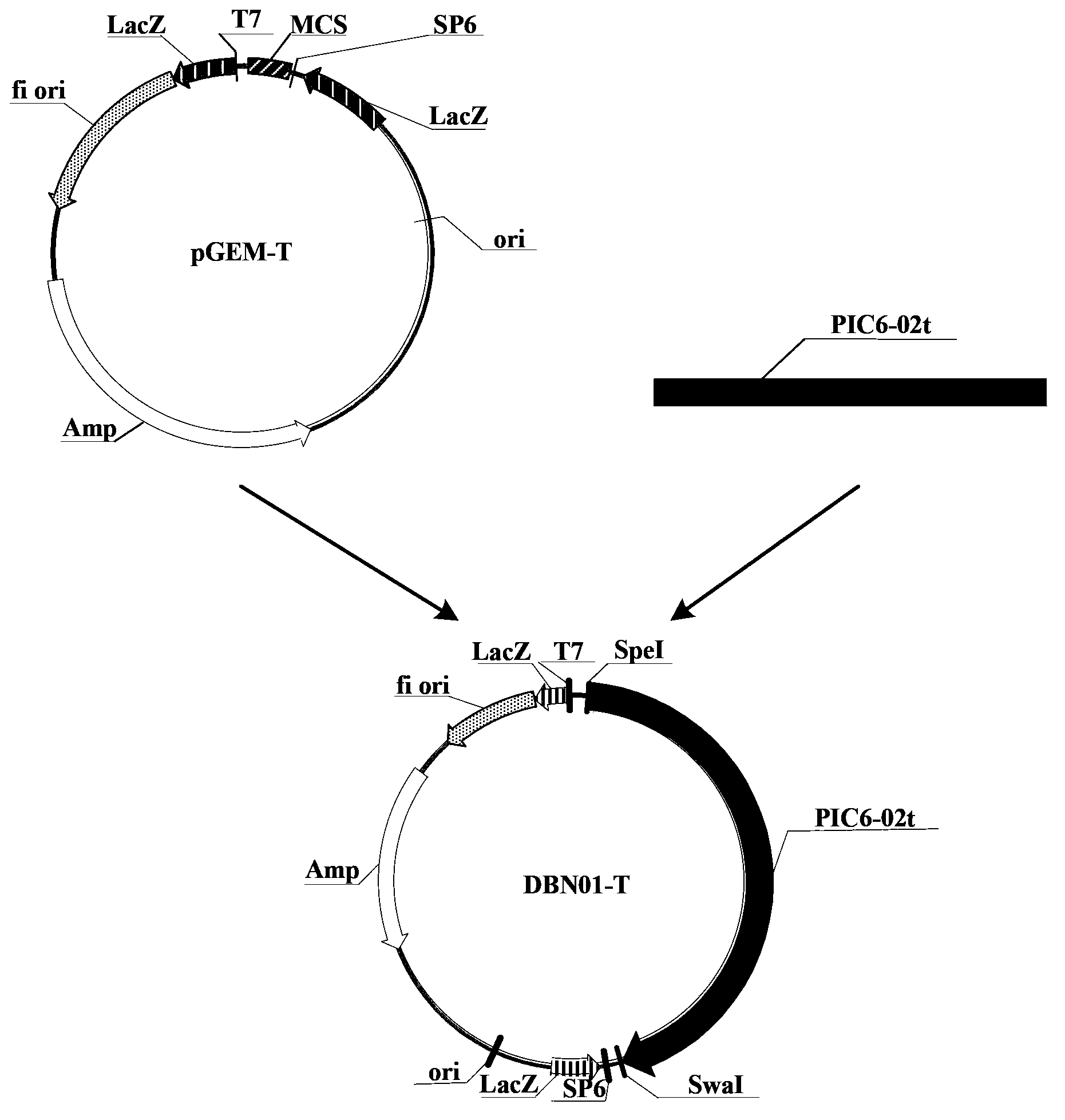 Insecticidal protein and coding gene and application thereof