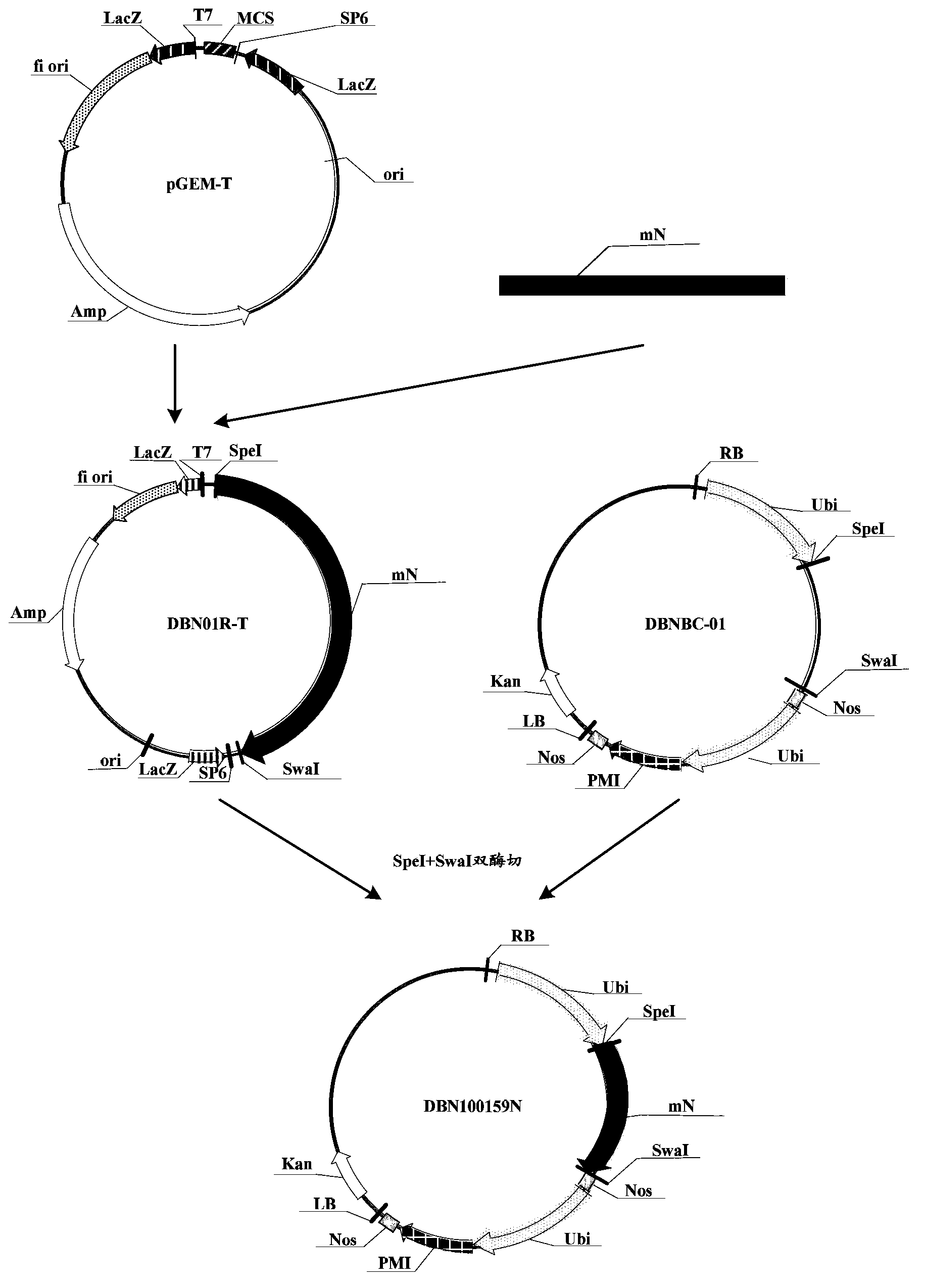 Insecticidal protein and coding gene and application thereof