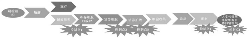 Application of bronchial basal layer cells in preparation of medicine for treating COPD (chronic obstructive pulmonary disease)