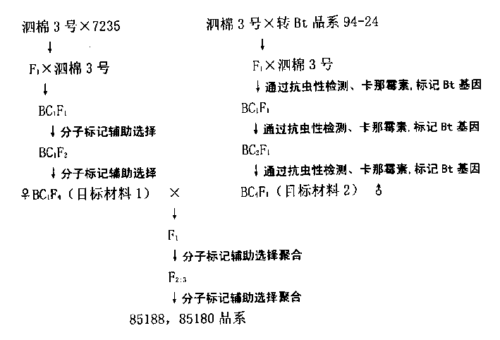 Method for assortative breeding cotton variety by molecular-marking, auxiliary modifying and backcross aggregate