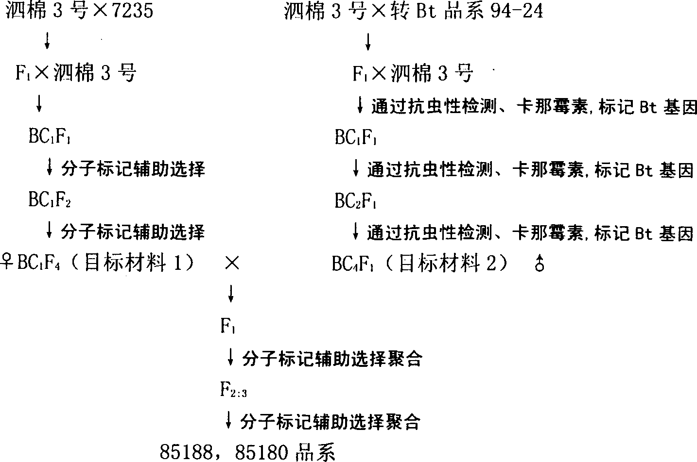 Method for assortative breeding cotton variety by molecular-marking, auxiliary modifying and backcross aggregate