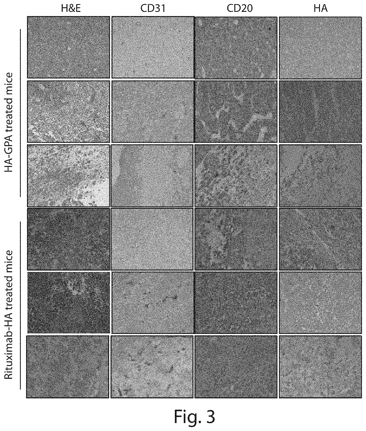 Compositions and methods related to cell systems for penetrating solid tumors