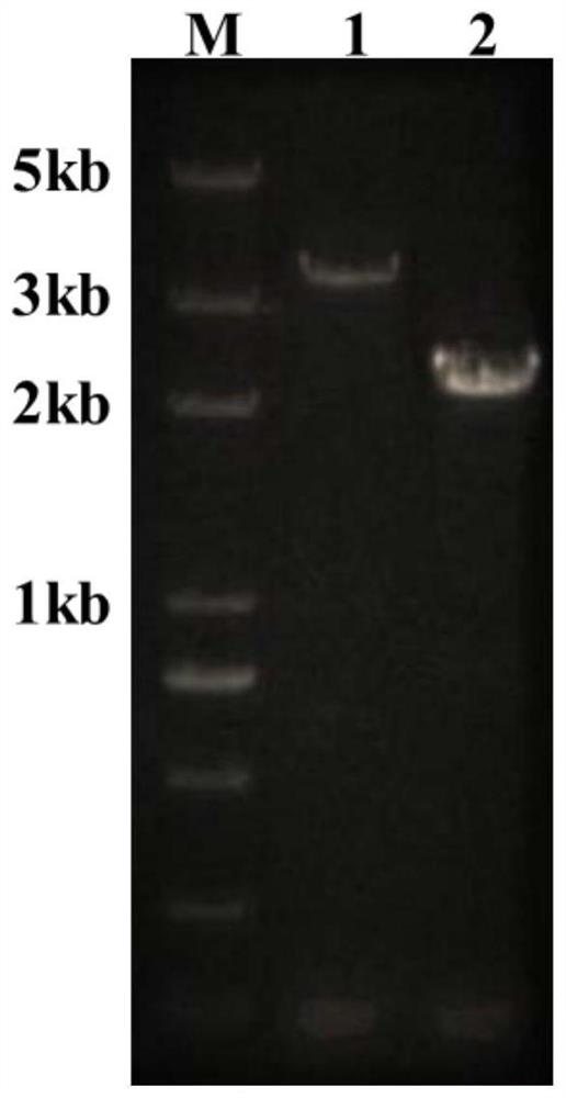 Mutant strain for increasing content of ethanol produced by fermentation of synthesis gas and application of mutant strain