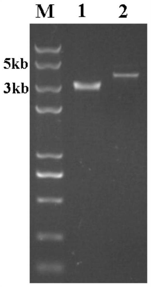 Mutant strain for increasing content of ethanol produced by fermentation of synthesis gas and application of mutant strain