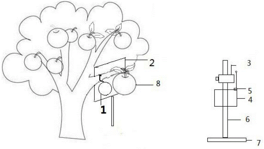 Automatic monitoring system and method for fruit appearance quality