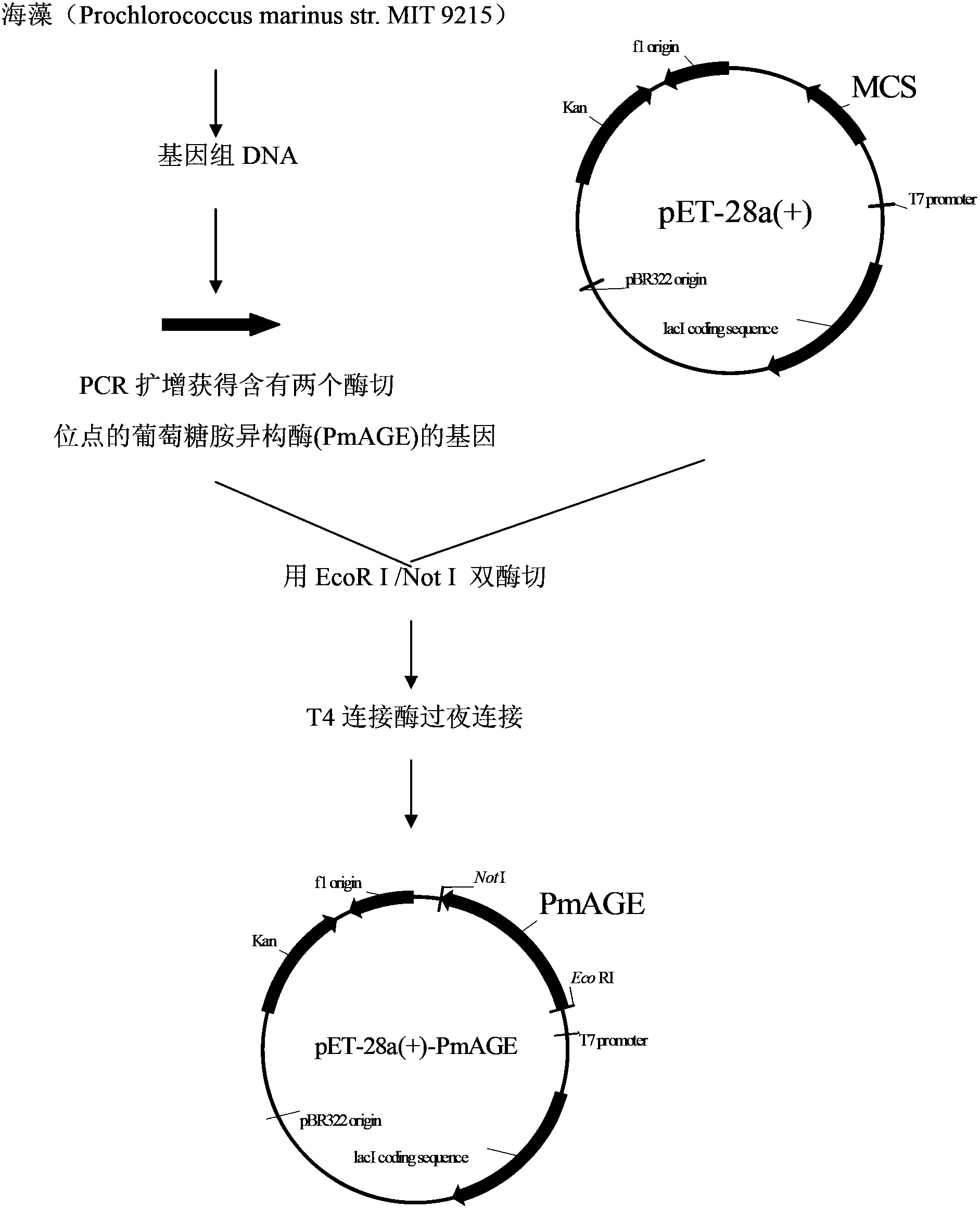 Application of N-acetylglucosamine isomerase in production of N-acetylmannosamine