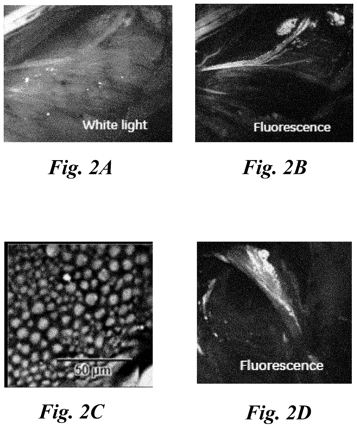 Topical application of nerve labeling dyes for image-guided surgery