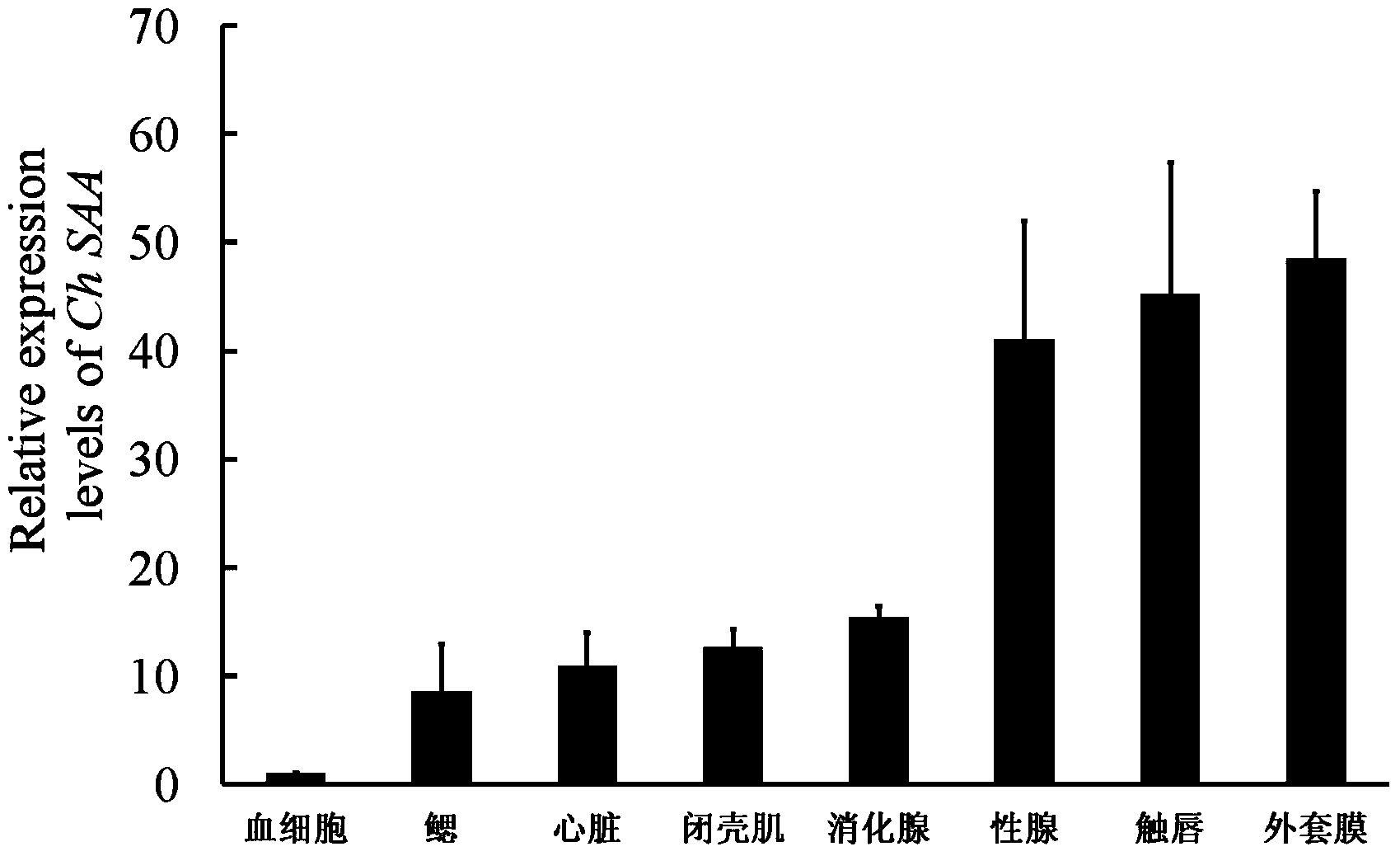 Serum amyloid A (SAA) protein and encoding gene and application thereof