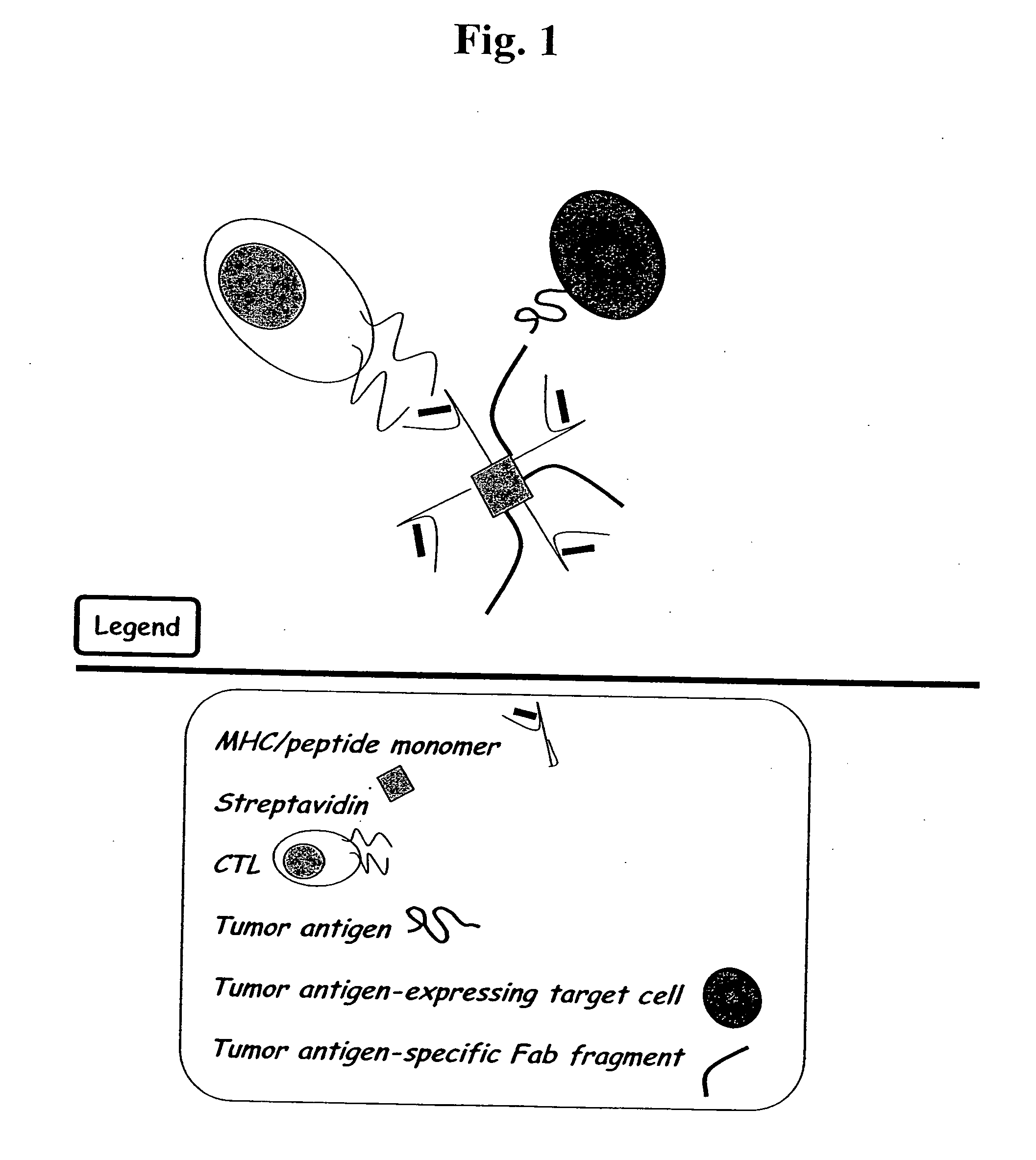 MHC bridging system for detecting CTL-mediated lysis of antigen presenting cells