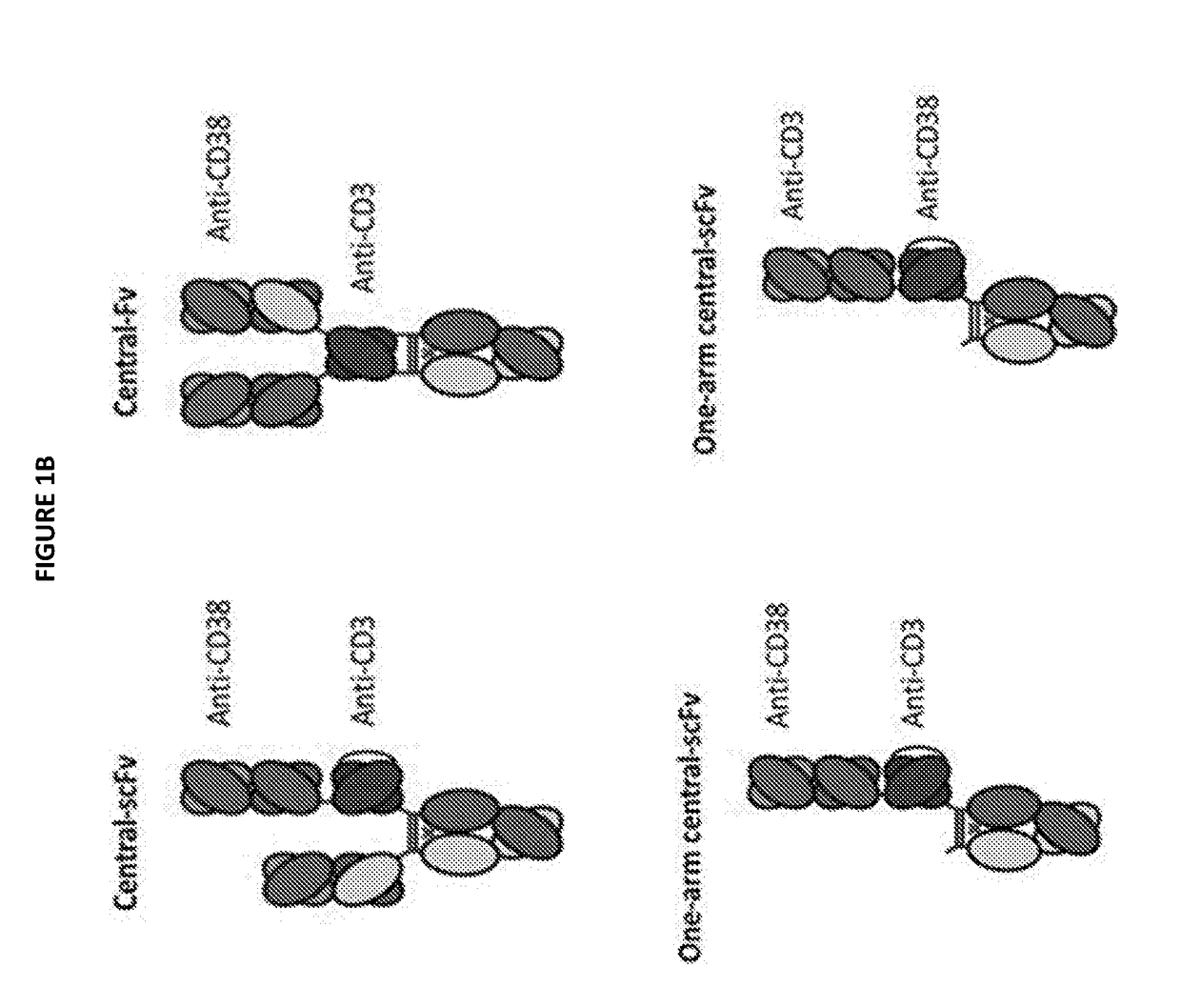 Heterodimeric antibodies that bind cd3 and cd38