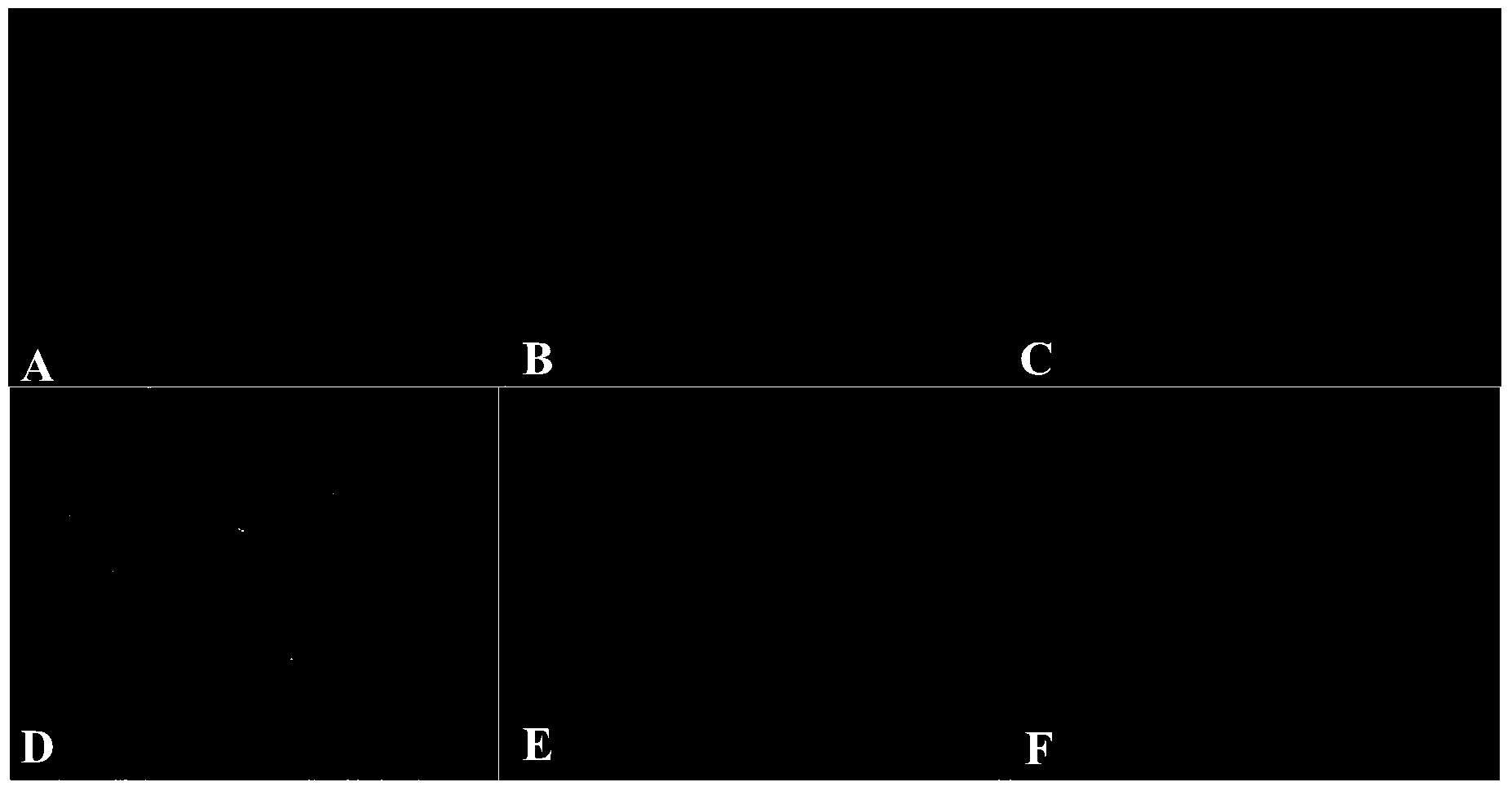 Method for inducing fetal bovine fibroblast to reprogram