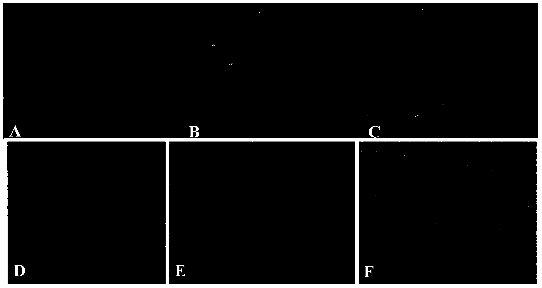 Method for inducing fetal bovine fibroblast to reprogram