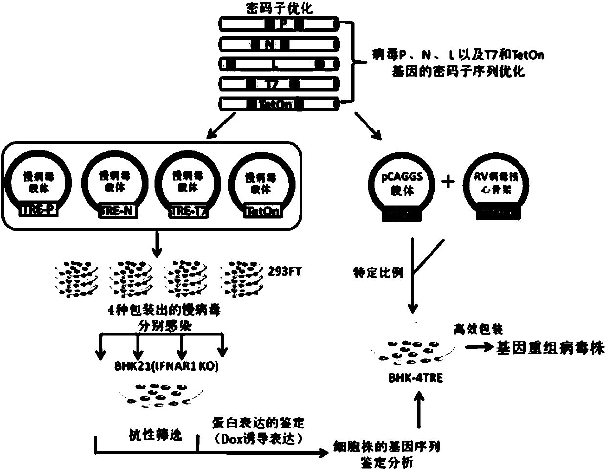 Cell line capable of realizing induced rescue of rhabdovirus as well construction method and application of cell line