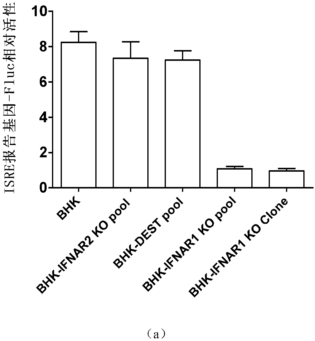 Cell line capable of realizing induced rescue of rhabdovirus as well construction method and application of cell line