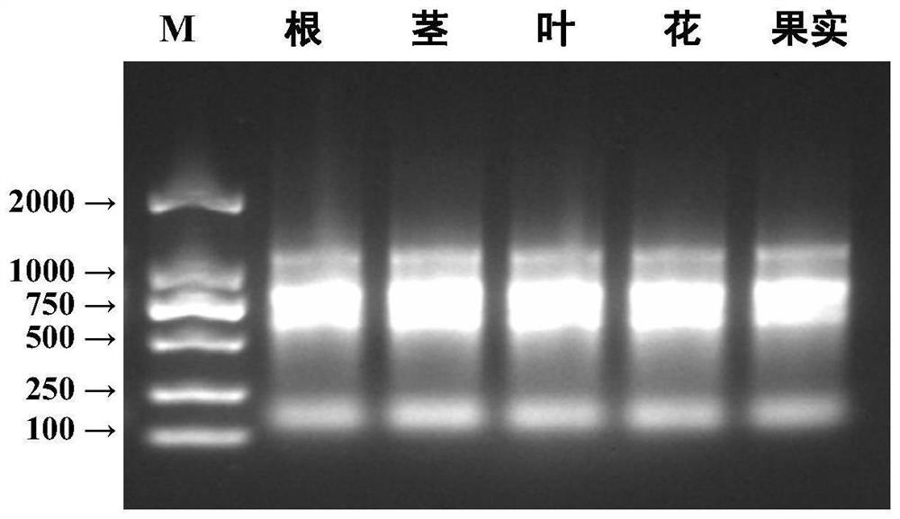 Method for extracting total RNA (Ribonucleic Acid) from rose plant tissues