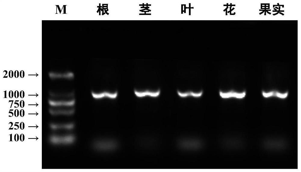 Method for extracting total RNA (Ribonucleic Acid) from rose plant tissues