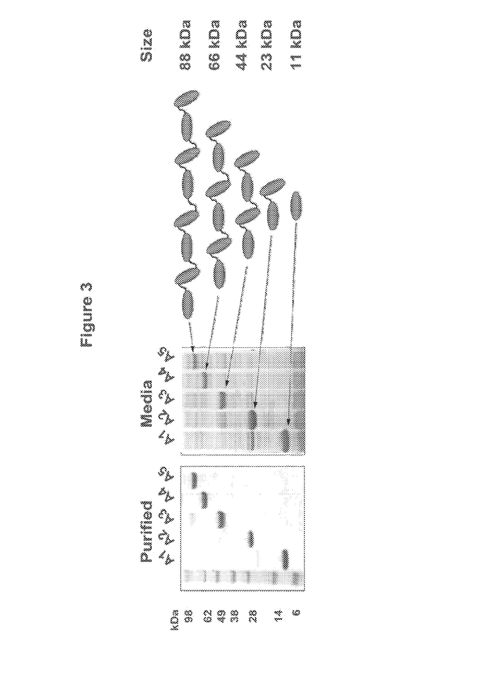 Fibronectin type iii domain-based multimeric scaffolds