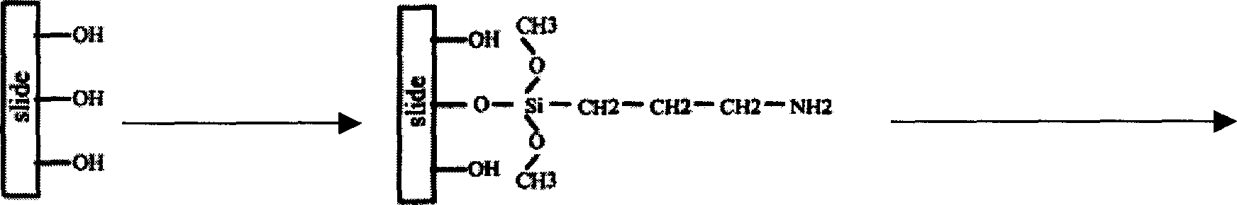 Analeptic rapid testing biological chip and testing method