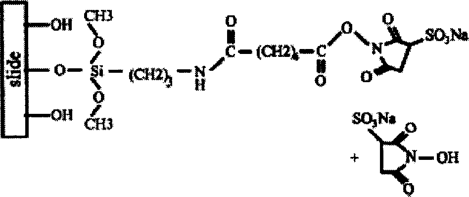 Analeptic rapid testing biological chip and testing method