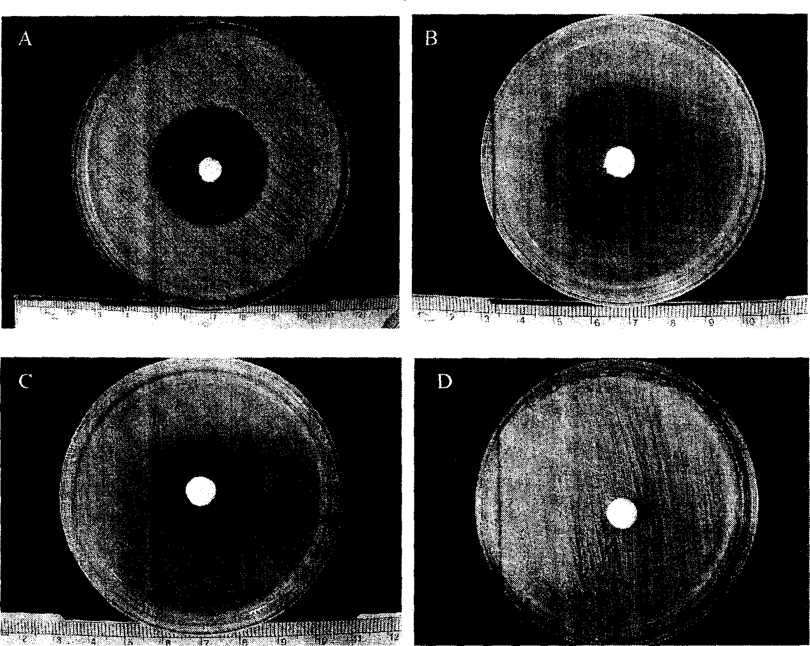 Medicine for treating osteomyelitis and preparation thereof