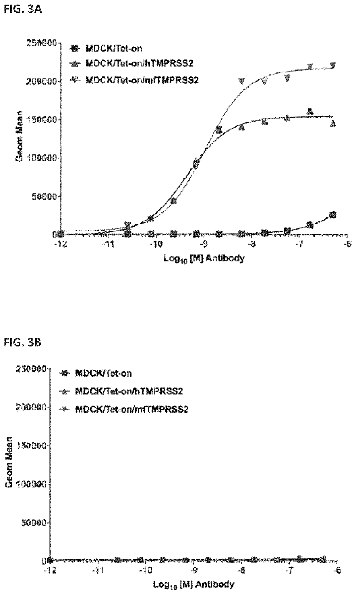 Anti-TMPRSS2 antibodies and antigen-binding fragments