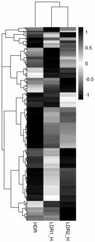 Lung cancer cell radiation adaptability MicroRNA expression profile detection method