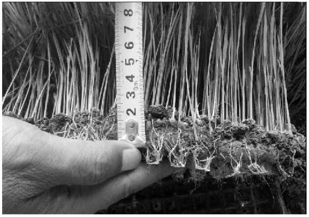 An industrially produced plate-type soilless seedling raising substrate and its preparation method