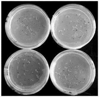 Method for efficiently and quickly detecting cistanche seed germination rate