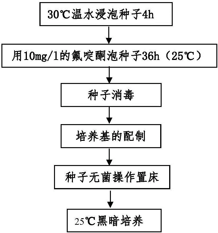 Method for efficiently and quickly detecting cistanche seed germination rate