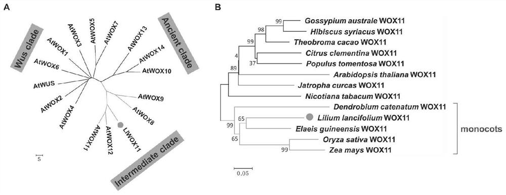 A kind of cloning method of lily bulb formation regulation gene llwox11 and its application