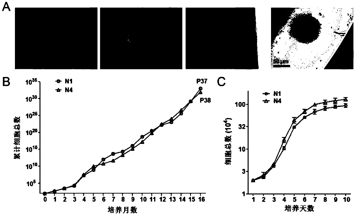 Schwann's progenitor cells derived from bone marrow neural crest cells and their application in promoting nerve regeneration