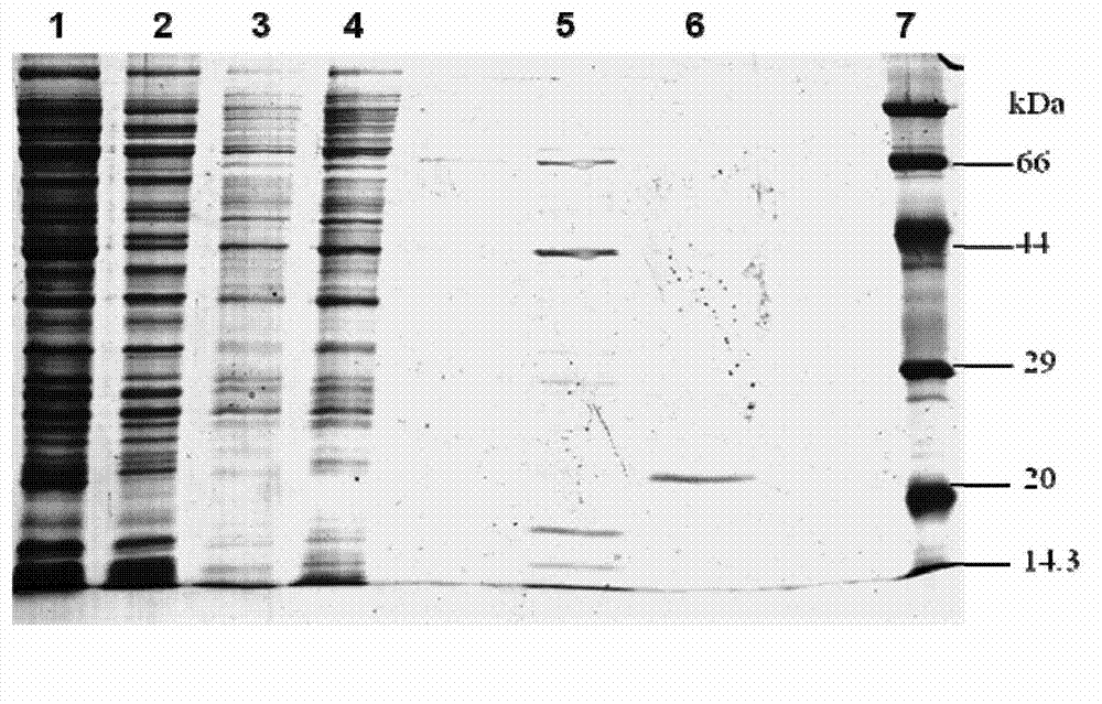 Recombinant expression of actinoporins proteins