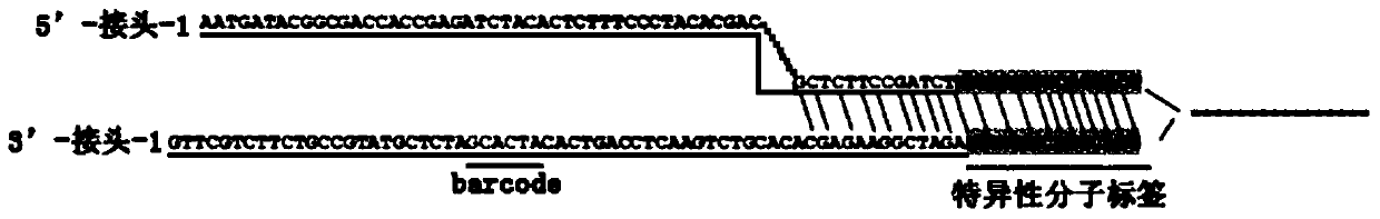 SNP molecular marker for detecting heterologous cfdna, detection method and application