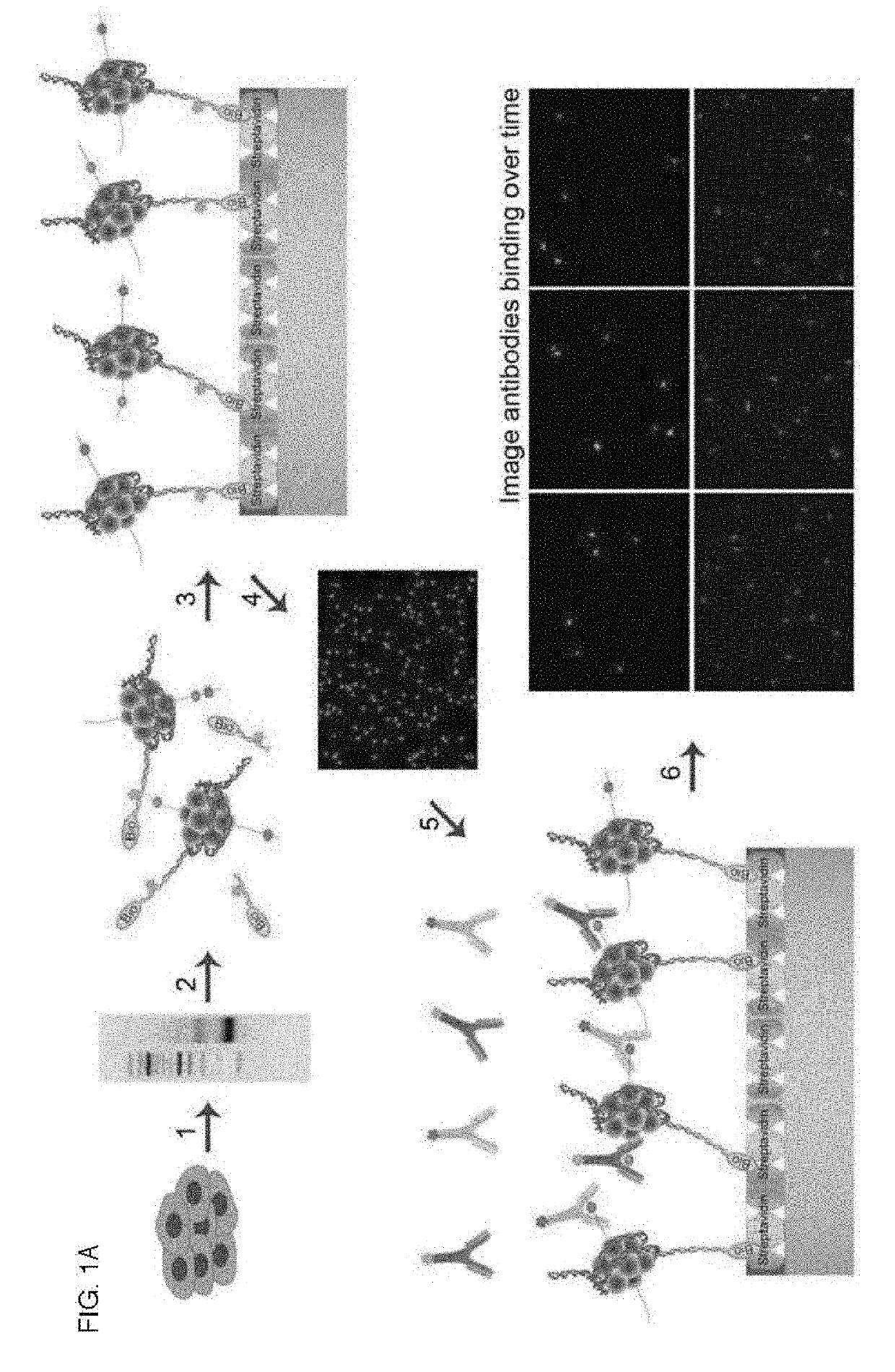 Combinatorial single molecule analysis of chromatin