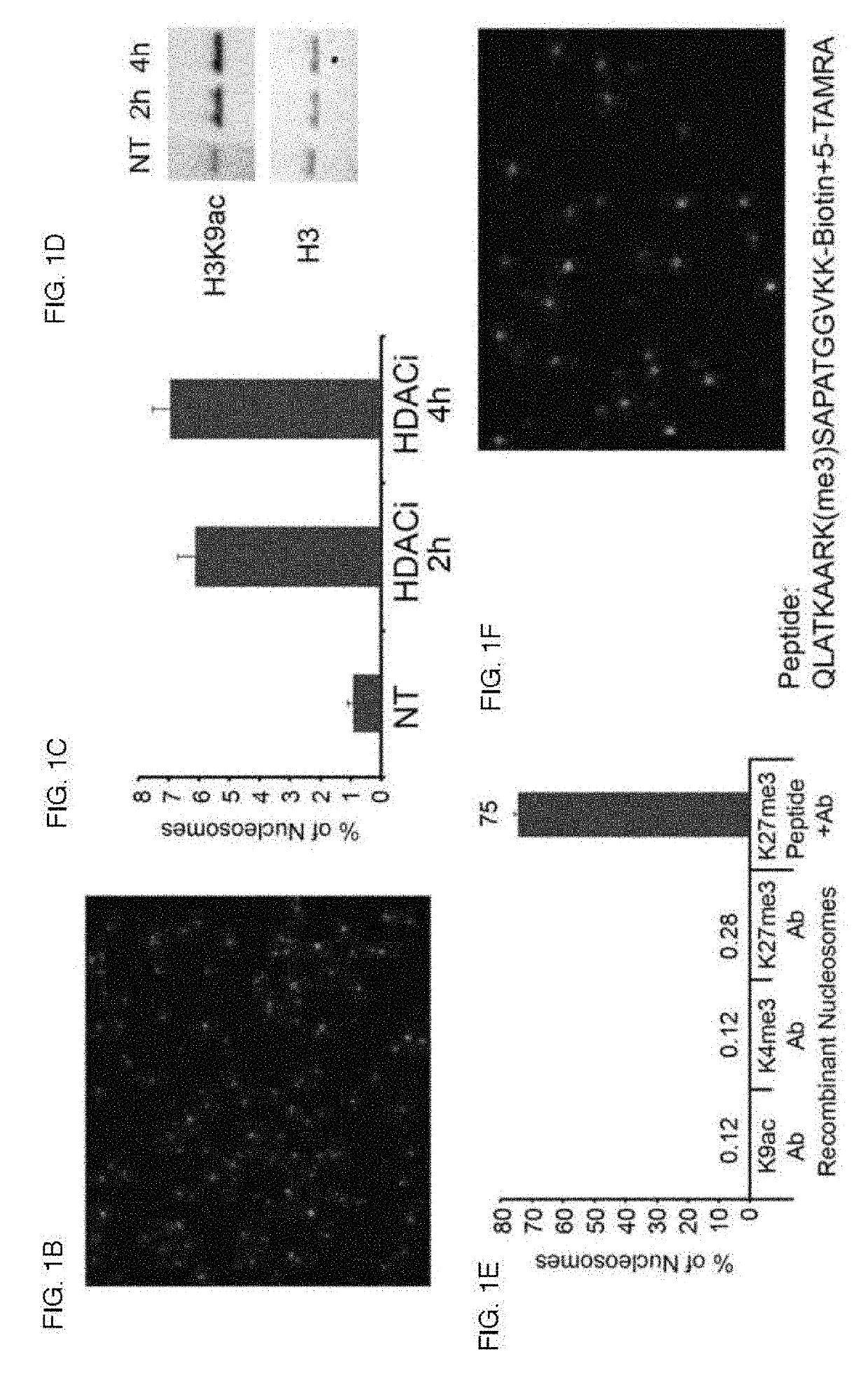 Combinatorial single molecule analysis of chromatin