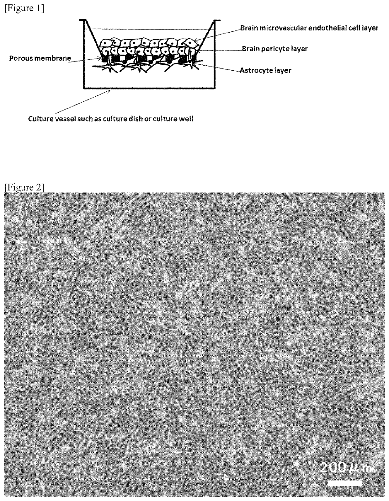 In vitro model for blood-brain barrier and method for producing in vitro model for blood-brain barrier