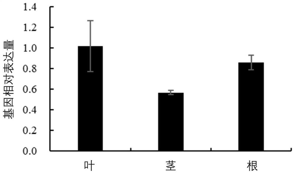 Gossypium hirsutum serine/threonine protein phosphatase GhTOPP6 as well as coding gene and application thereof