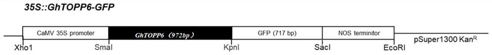 Gossypium hirsutum serine/threonine protein phosphatase GhTOPP6 as well as coding gene and application thereof