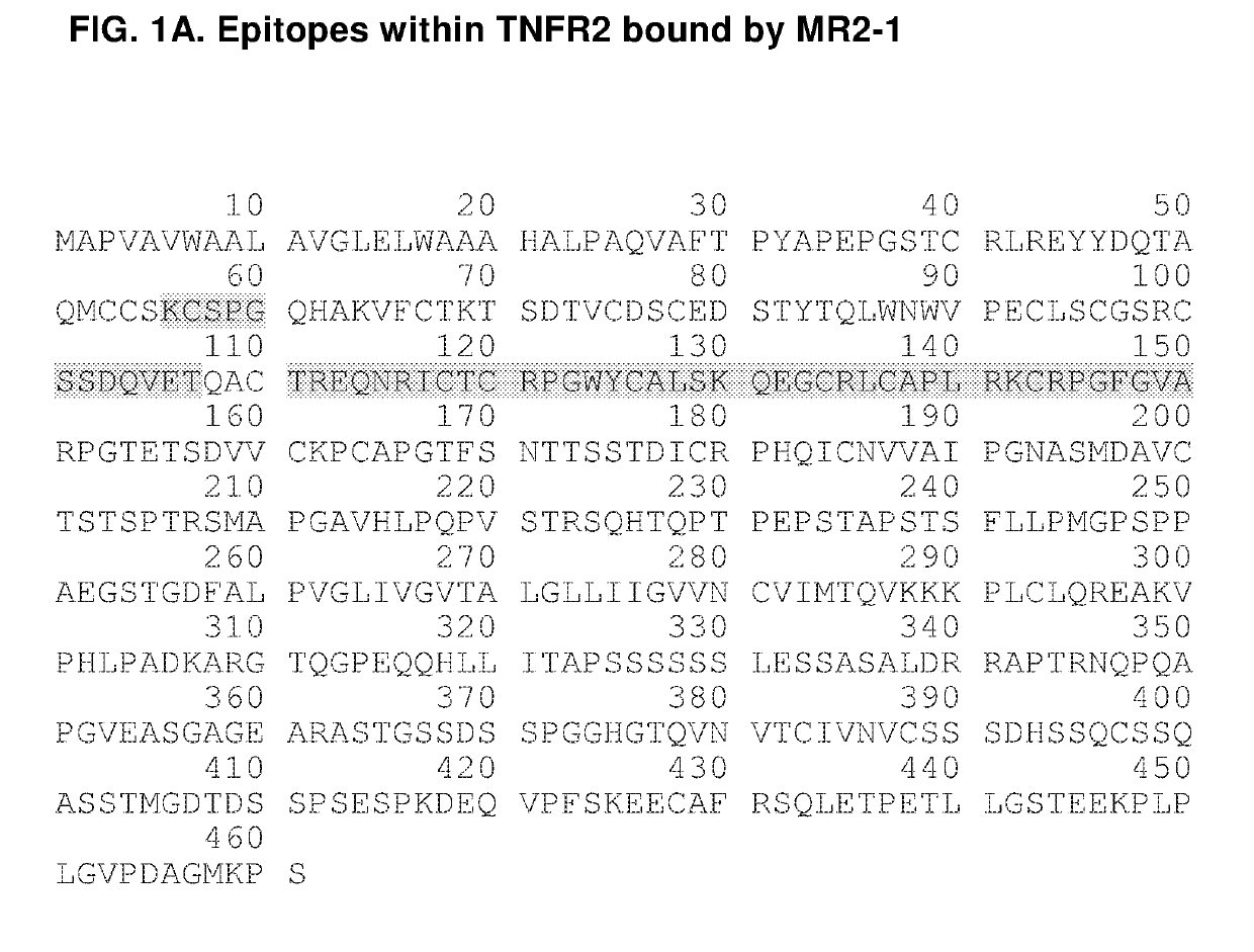 Agonistic Anti-tumor necrosis factor receptor 2 antibodies