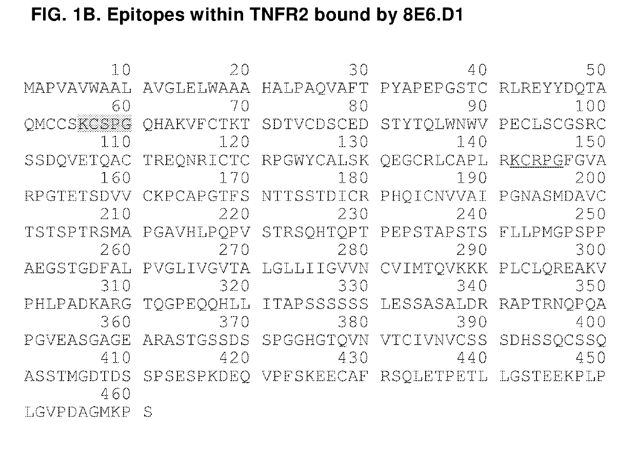 Agonistic Anti-tumor necrosis factor receptor 2 antibodies