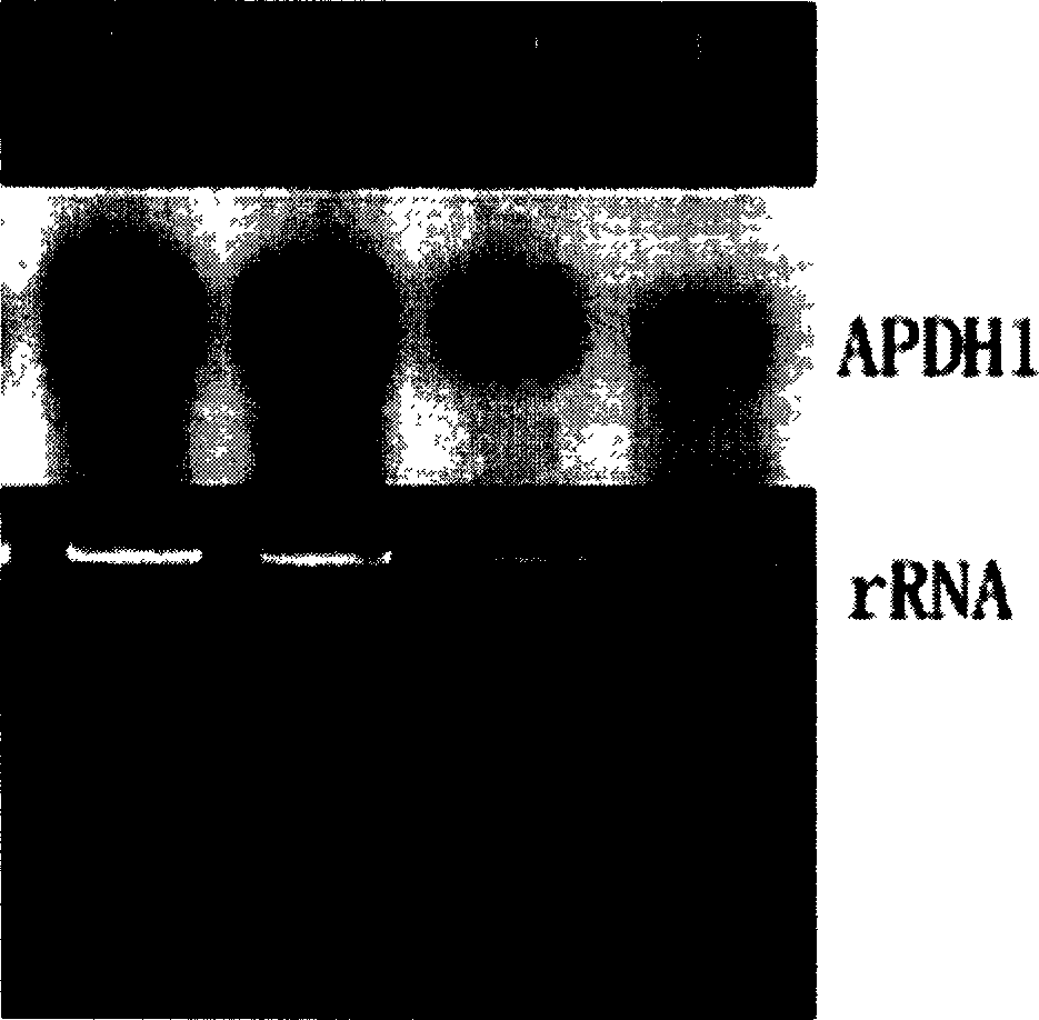 APDHI sequence of DNA unwindase gene of kender and its clone and applciation thereof