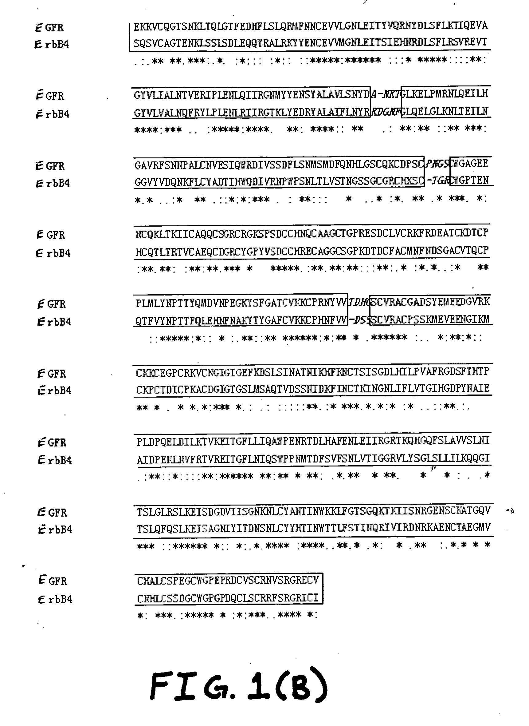 Neuregulin variants and methods of screening and using thereof