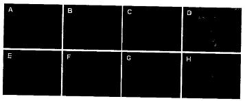 Chlorotoxin-modified glioma targeting gene delivery compound and preparation method thereof