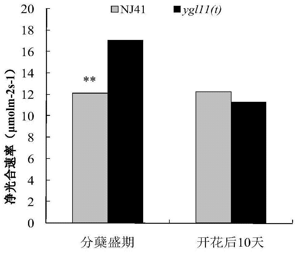 Rice yellow-green leaf related protein as well as encoding gene and application of rice yellow-green leaf related protein